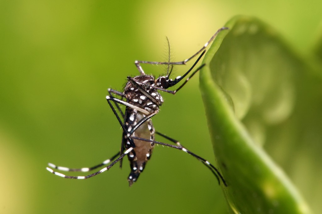 Brasil chega a 62 mortes e 408 mil casos prováveis de dengue