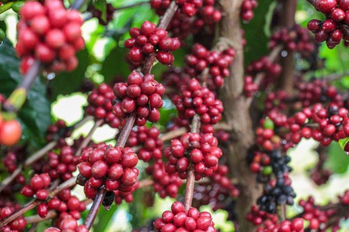 Idam abre inscrições para curso de “Tecnologia de Manejo para o Café Robustas Amazônica”